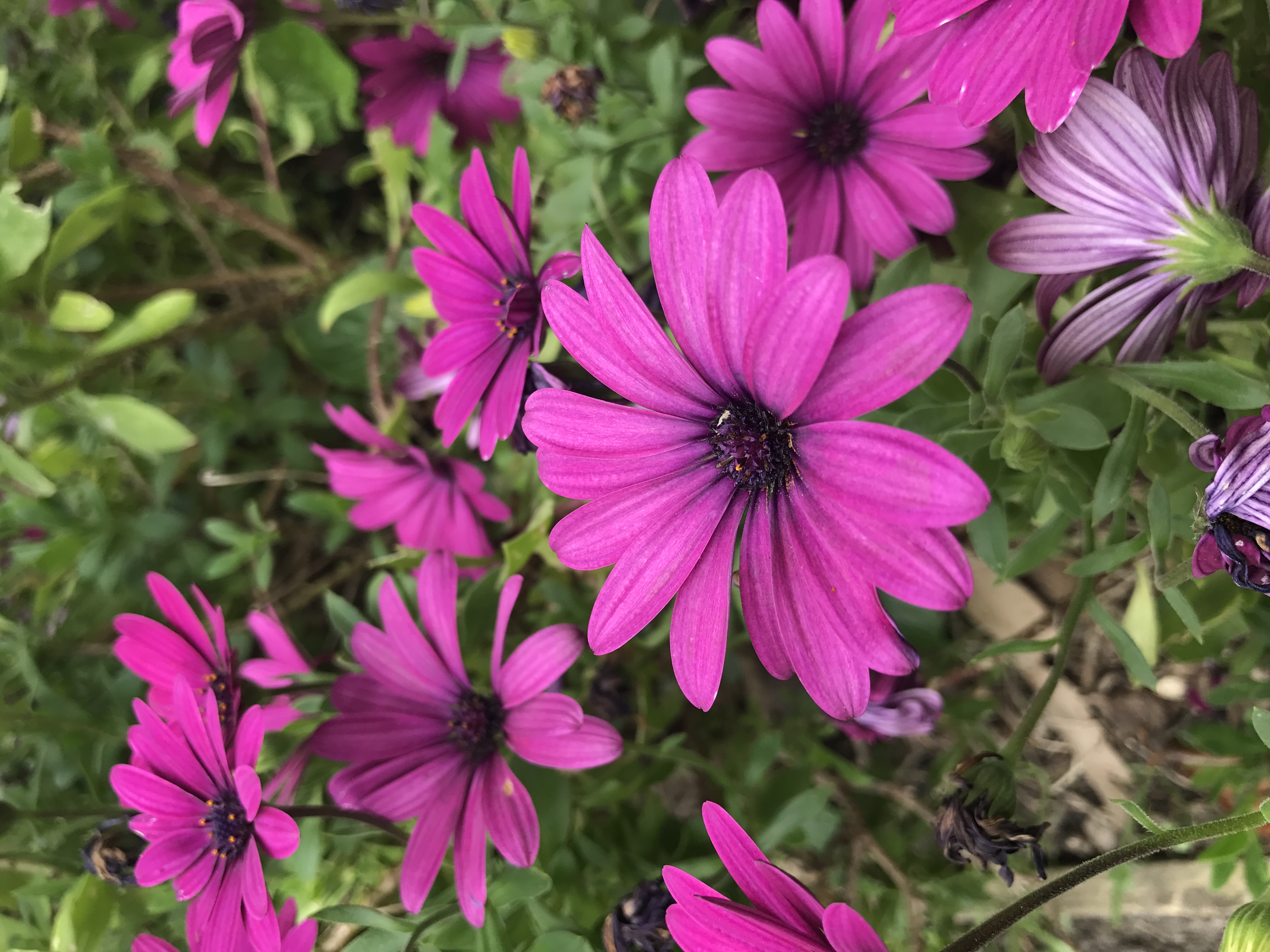  Picture of a Purple Daisy flower